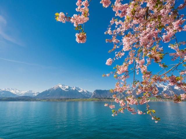 Schoene Ferienwohnung Mit Seeblick Thun Eksteriør bilde